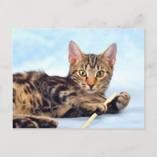 Cute kitten playing postcard