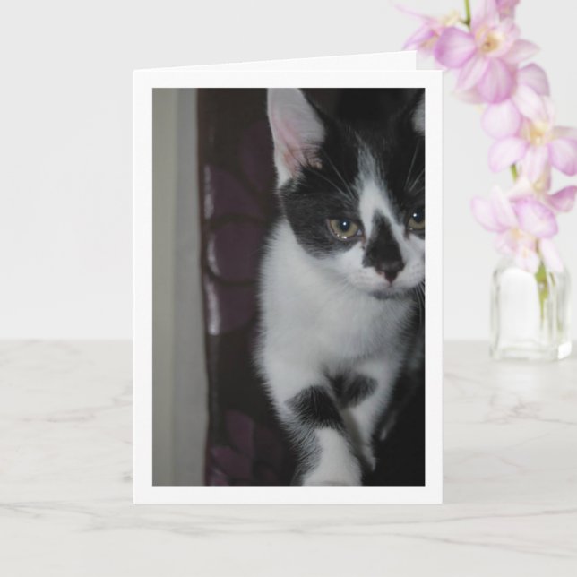 Cute Kitten Portrait Card (Orchid)