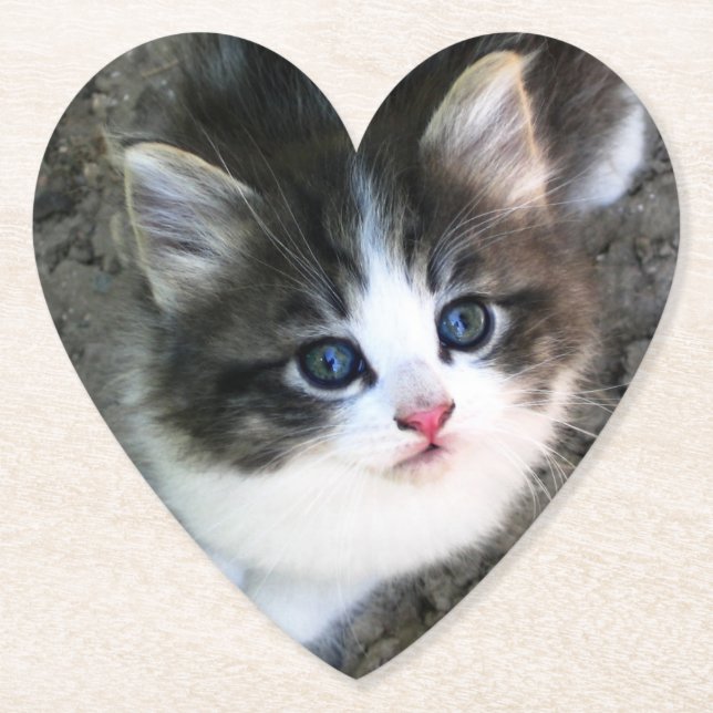 CUTE Kitten Portrait Paper Coaster (Front)