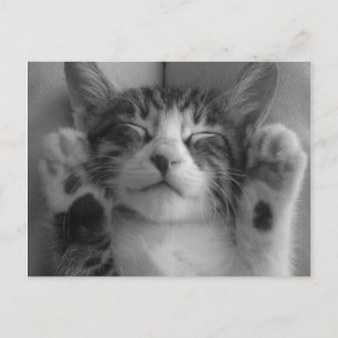 Cute Kitten Postcard
