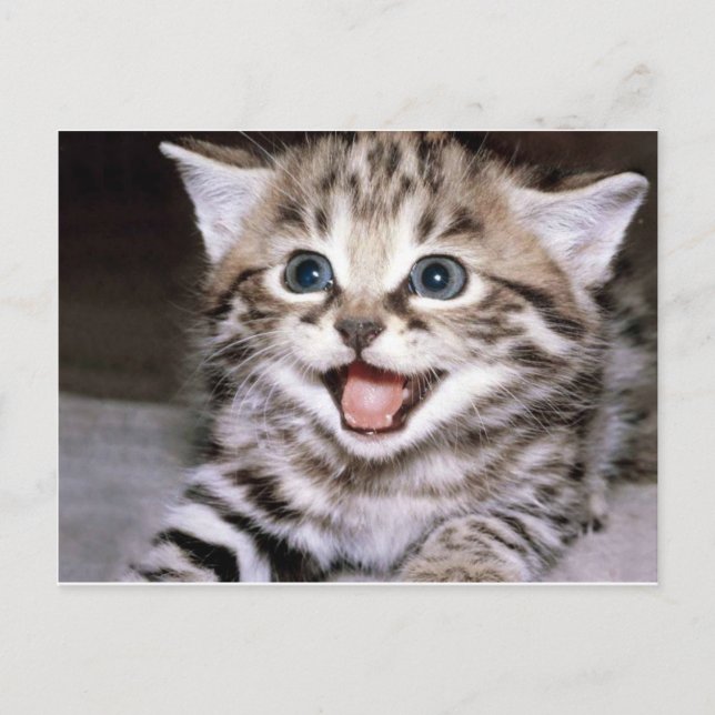 Cute Kitten Postcard (Front)