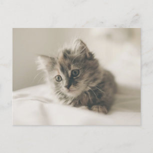 Cute Kitten Postcard