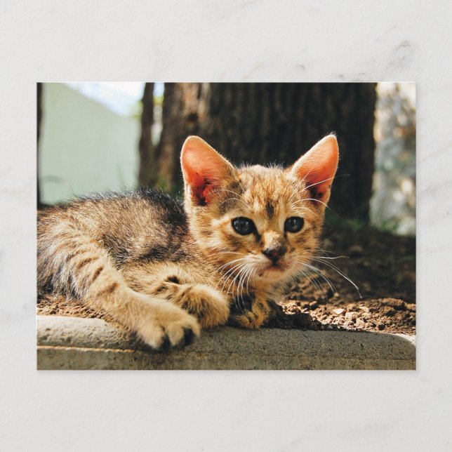 Cute Kitten Postcard (Front)