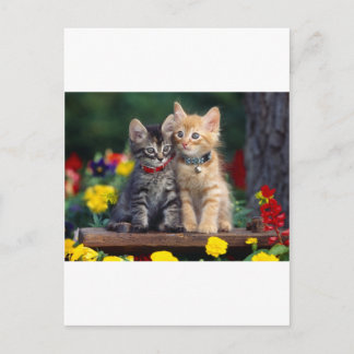 Cute-Kitten Postcard