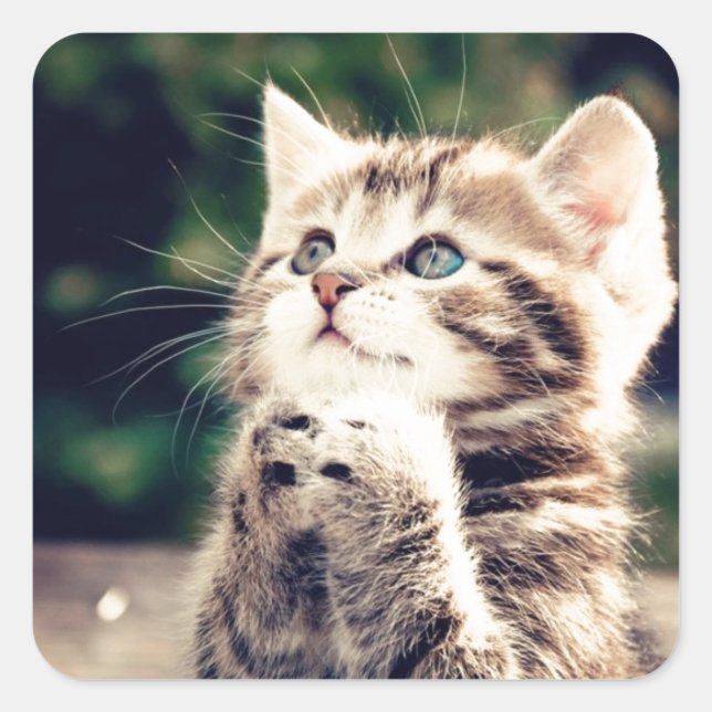 Cute Kitten Prays Square Sticker (Front)
