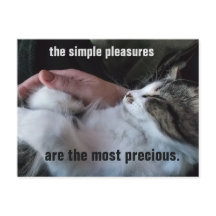 Cute Kitten Quote Simple Pleasures Customisable
