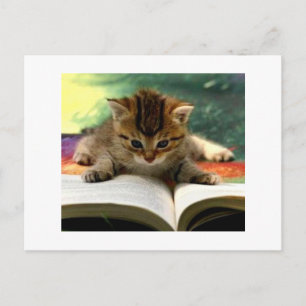 Cute Kitten Reading a Book Postcard
