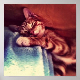 Cute kitten sleeping poster