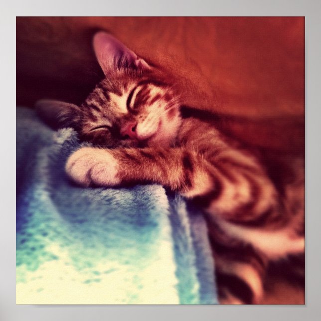 Cute kitten sleeping poster (Front)