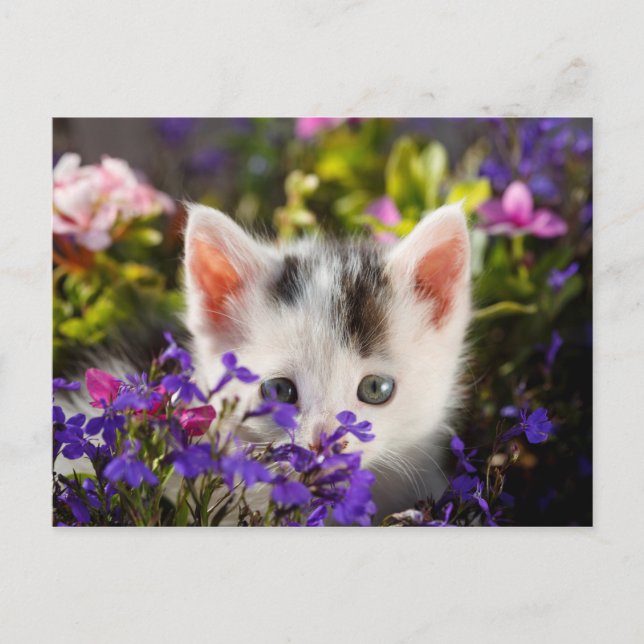 Cute Kitten Spring Postcard (Front)