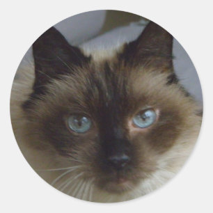 Cute Kitten Stickers