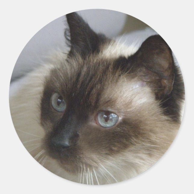 Cute Kitten Stickers (Front)