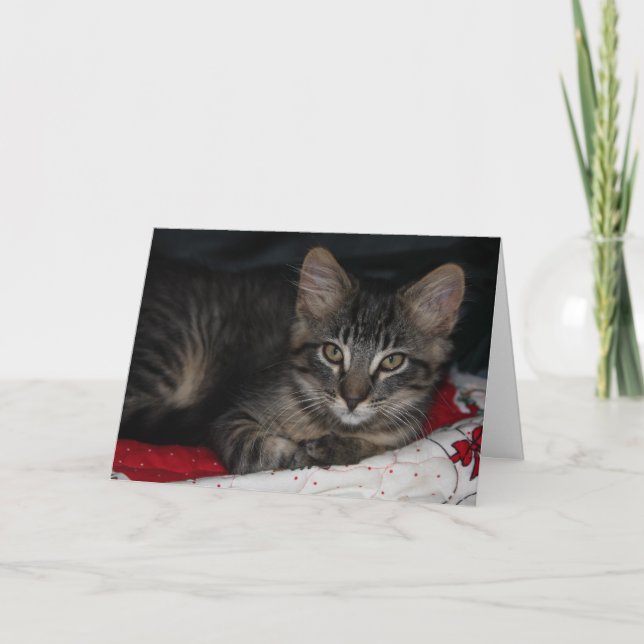 Cute Kitten Thank You Card (Front)