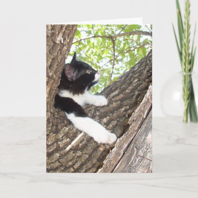 Cute Kitten Thinking Of You Card (Front)