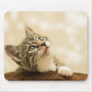 Cute Kitten with an Outstretched Paw Mouse Mat