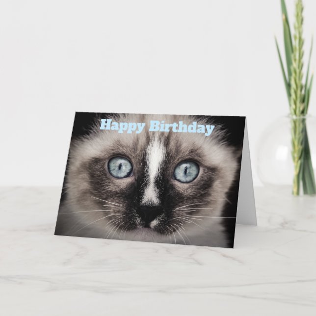 Cute Kitten with Blue Eyes Happy Birthday Card (Front)