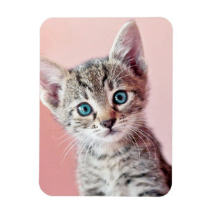 Cute kitten with blue eyes. magnet
