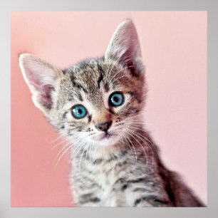 Cute kitten with blue eyes. poster
