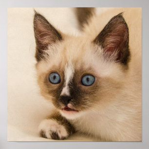 Cute Kitten with Blue Eyes Poster