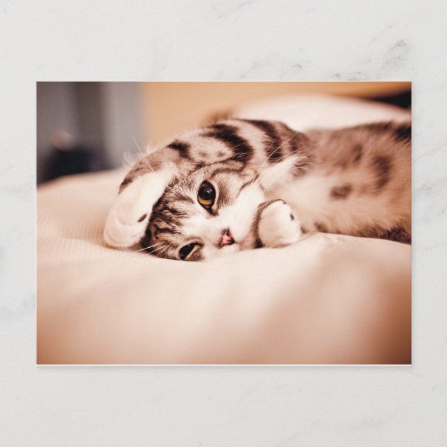 Cute Kitten with Paw over Face Postcard (Front)