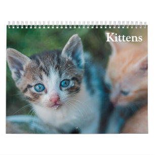 Cute Kittens 2027 Calendar