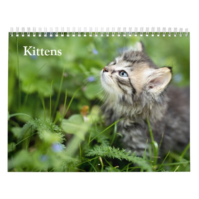 Cute Kittens 2027 Calendar (Cover)