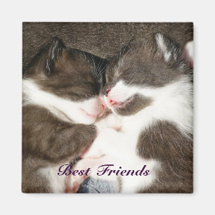 Cute kittens best friends customisable magnet