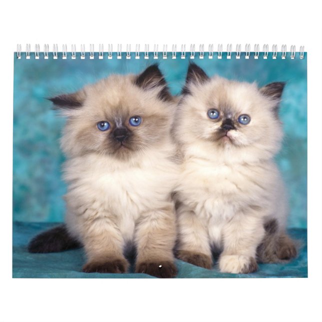 Cute Kittens calendar (Cover)