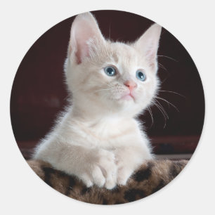 Cute Kittens Classic Round Sticker