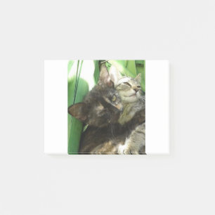 Cute kittens cuddling post-it notes