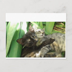 Cute kittens cuddling postcard