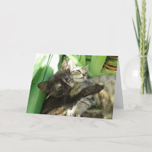 Cute Kittens cuddling Valentines card