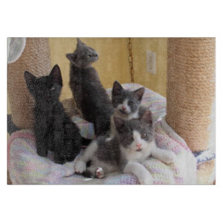 Cute Kittens Cutting Board