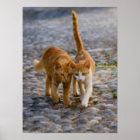 Cute Kittens Friends Walk the Same Path Photo -