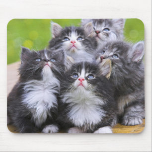 Cute Kittens Mouse Mat