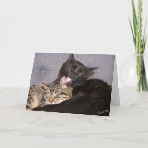Cute Kittens Photograph Missing You Template