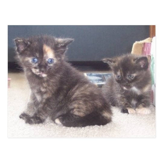 Cute Kittens Postcard
