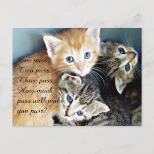 Cute Kittens Postcard