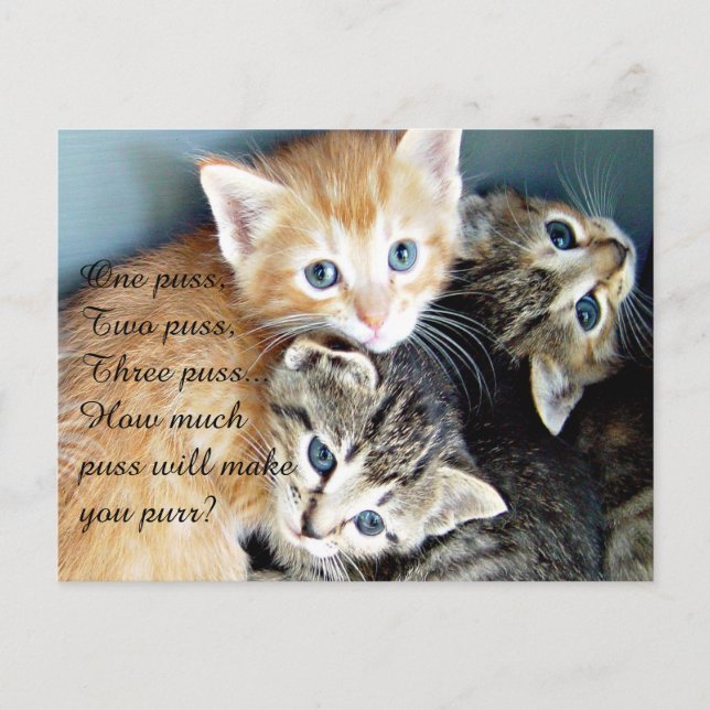Cute Kittens Postcard (Front)