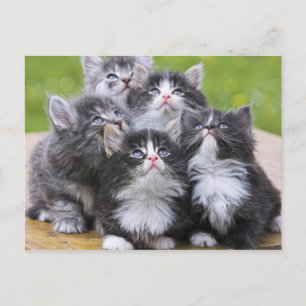 Cute kittens postcard
