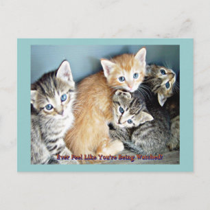 Cute kittens postcard