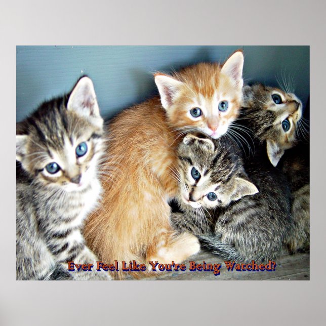 Cute kittens poster print (Front)