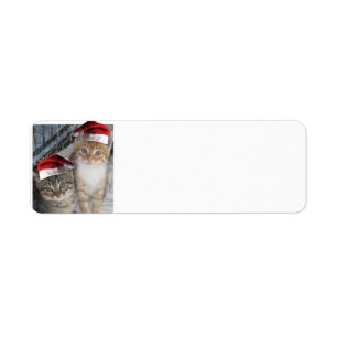 Cute Kittens wearing Santa Claus Hats