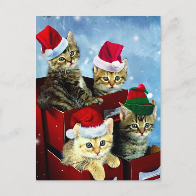 Cute kittens with x-mas hats postcard (Front)