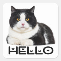 Cute Kitty Black White Kitten Hello Cat