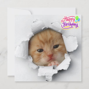 Cute kitty card