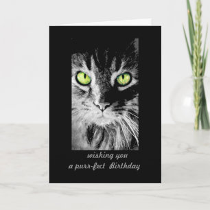 cute kitty cat Birthday Card photo art humourous