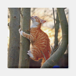 Cute Kitty Cat Magnet