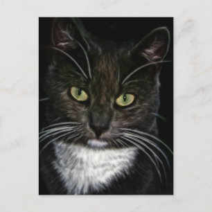 Cute Kitty Cat Meow Destiny Gifts Postcard