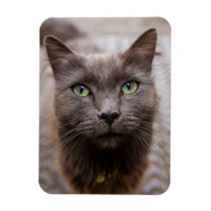 Cute kitty fridge magnet